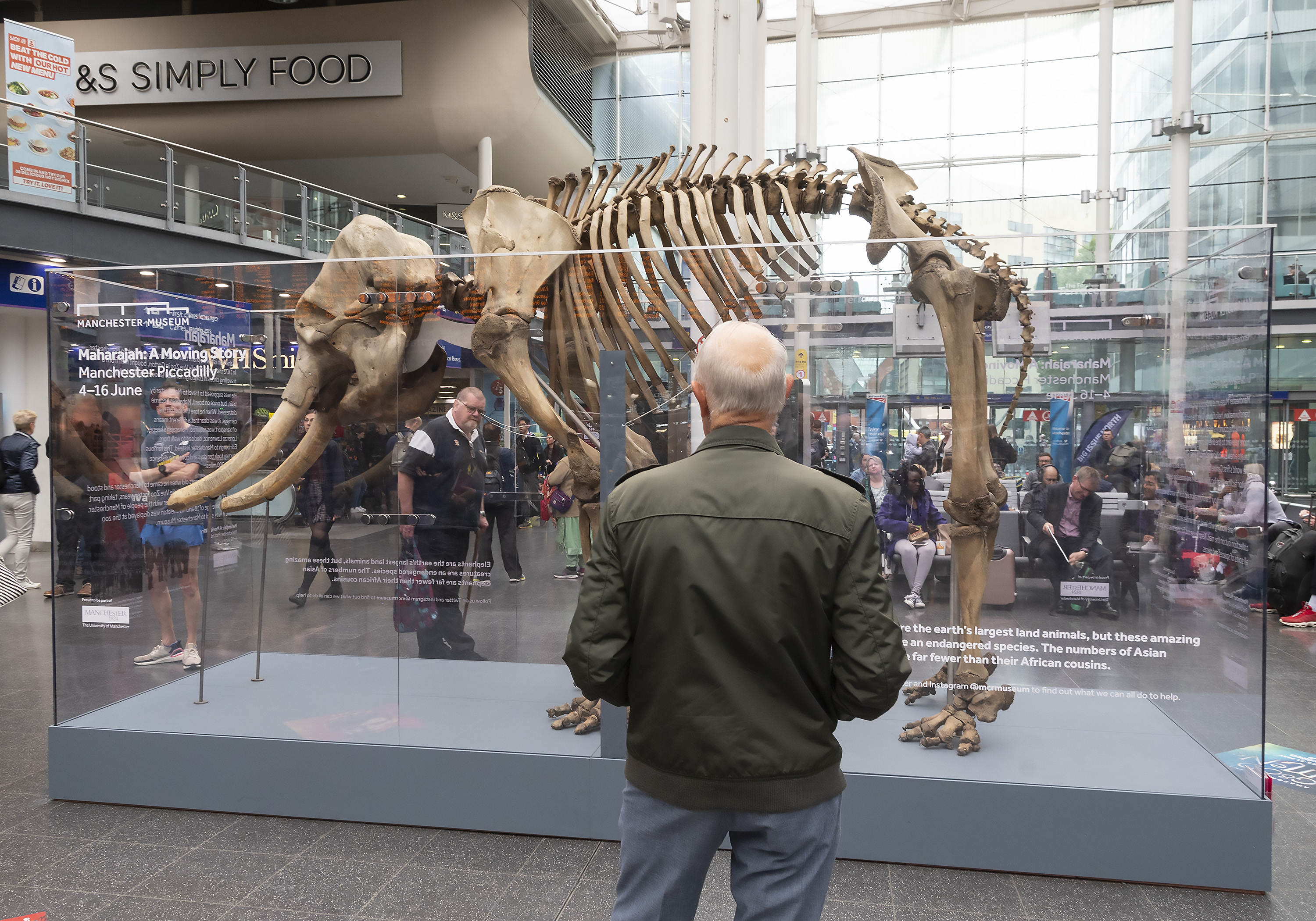 Maharajah The Elephant Experimental Activation Manchester City Center